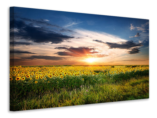 Leinwandbild Ein Feld von Sonnenblumen