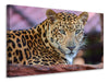 Leinwandbild Leopard