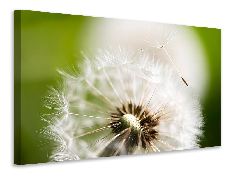 Leinwandbild Pusteblume Löwenzahn