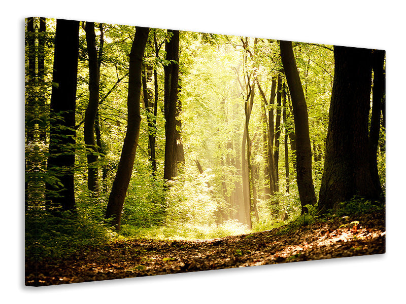 Leinwandbild Sonnenaufgang im Wald