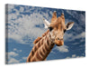 Leinwandbild Achtung Giraffe!