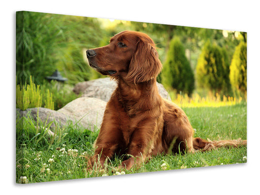 Leinwandbild Aufmerksamer Irish Setter