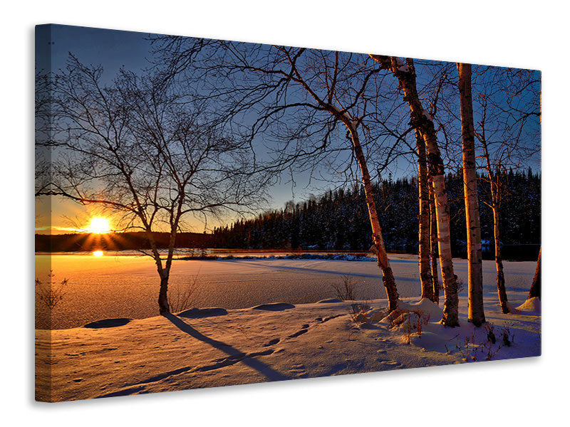 Leinwandbild Birken im Sonnenuntergang