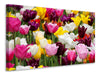 Leinwandbild Buntes Tulpenfeld