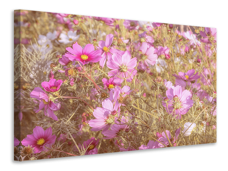 Leinwandbild Das Schmuckkörbchen Cosmea