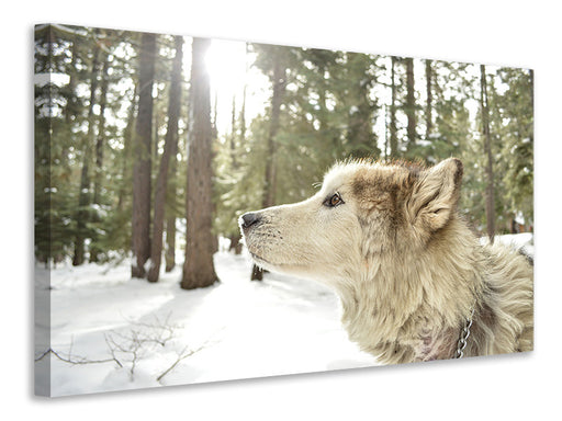 Leinwandbild Der Alaskan Malamute