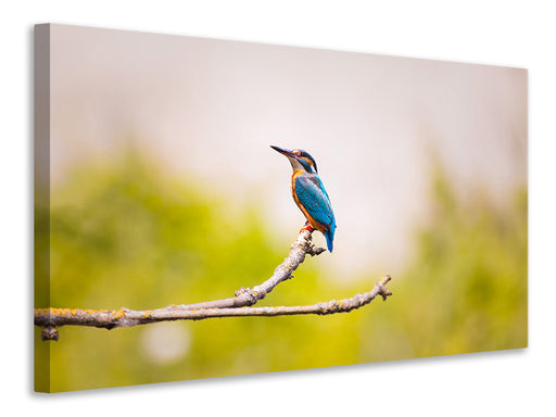 Leinwandbild Der Eisvogel