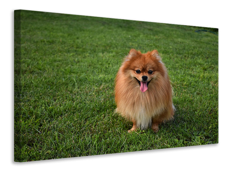 Leinwandbild Der kleine Spitz