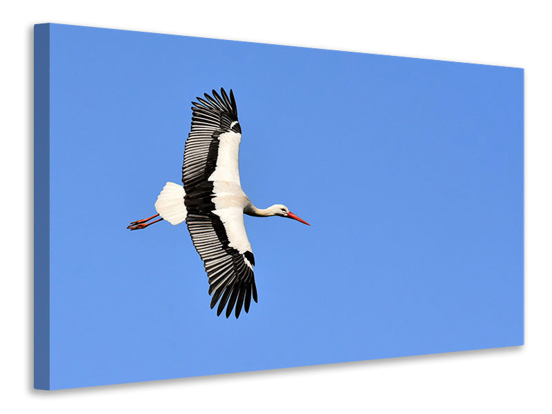 Leinwandbild Der Storch in Aktion