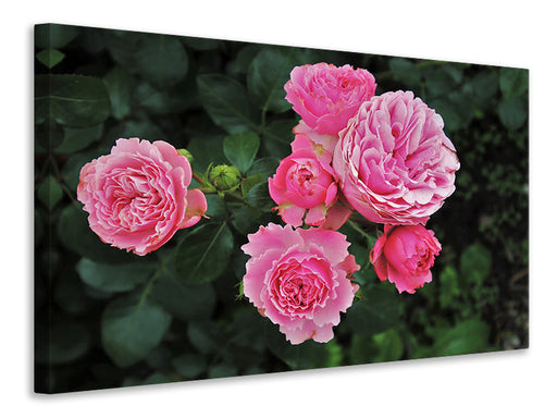 Leinwandbild Die wilden Rosen in pink