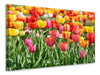 Leinwandbild Ein buntes Tulpenfeld