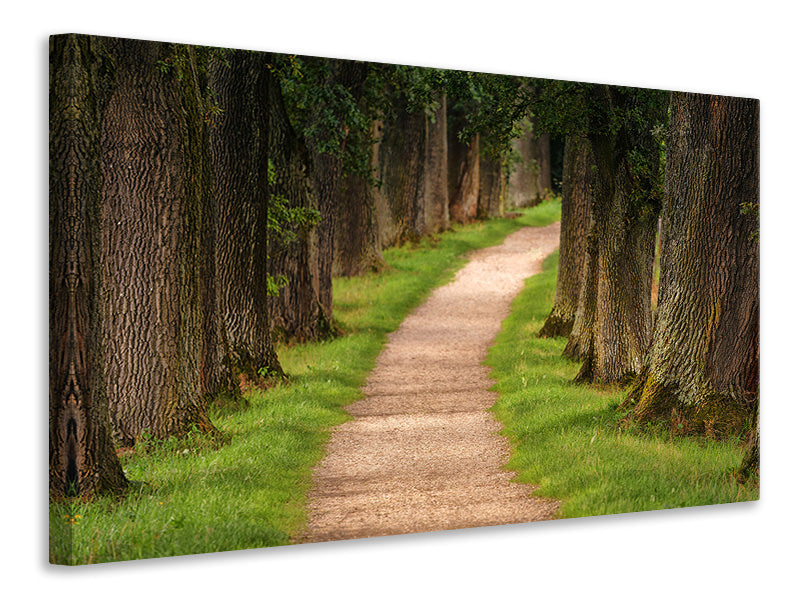 Leinwandbild Ein Weg im Wald