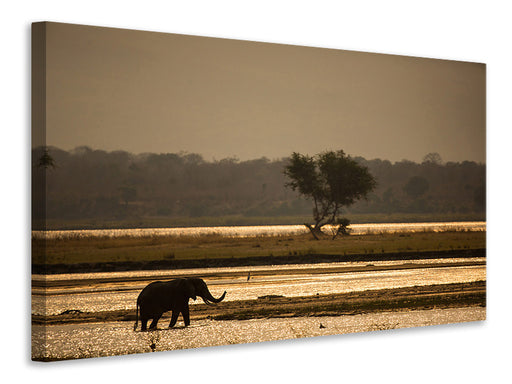 Leinwandbild Elefant alleine in der Steppe