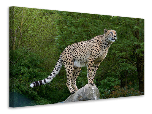 Leinwandbild Gepard auf dem Sprung