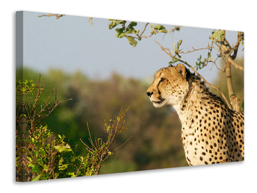 Leinwandbild Gepard in der Natur