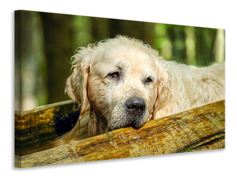 Leinwandbild Golden Retriever in der Natur