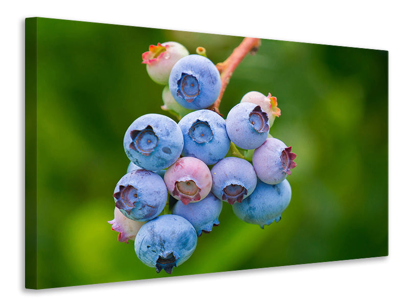 Leinwandbild Heidelbeeren in der Natur