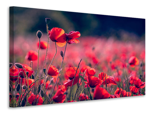 Leinwandbild Im Mohn Feld