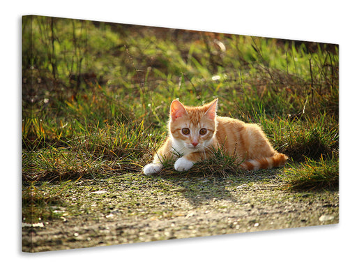 Leinwandbild Kitten in der Natur