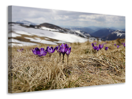 Leinwandbild Lila Krokus