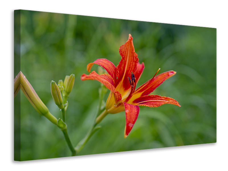 Leinwandbild Lilienblüte in der Natur