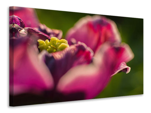 Leinwandbild Makro Tulpe in rot