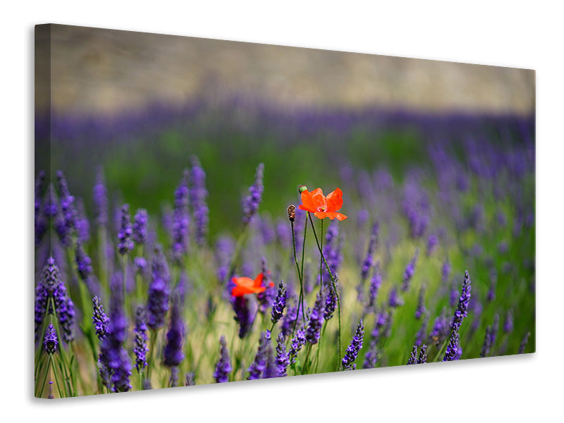 Leinwandbild Mohn im Lavendel