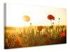 Leinwandbild Mohn im Sonnenuntergang