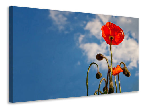 Leinwandbild Prächtiger Mohn