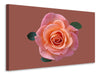 Leinwandbild Rose in apricot XXL