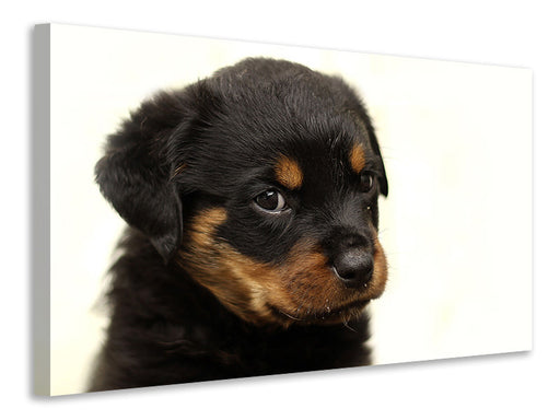 Leinwandbild Rottweiler Welpe zum Verlieben