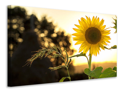 Leinwandbild Sonnenblume im Sonnenaufgang