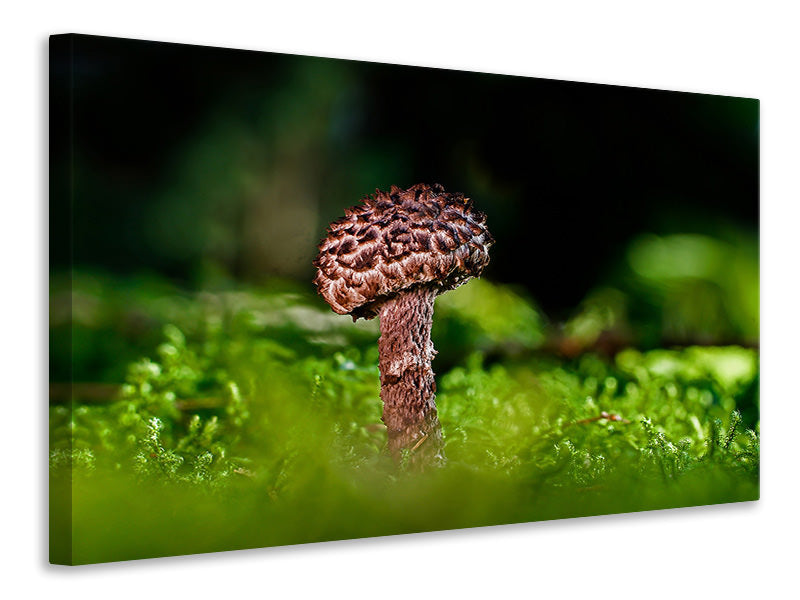 Leinwandbild Strobilomyces Strobilaceus