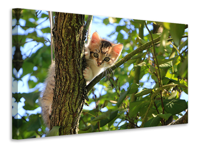 Leinwandbild Süsses Katzen Kind