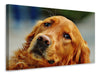 Leinwandbild Treuer Irish Setter