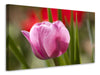 Leinwandbild Tulpe pretty in pink