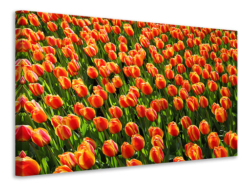 Leinwandbild Tulpenfeld in orange