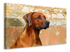 Leinwandbild Wachsamer Rhodesian Ridgeback