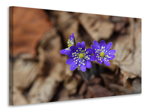 Leinwandbild Wildblumen