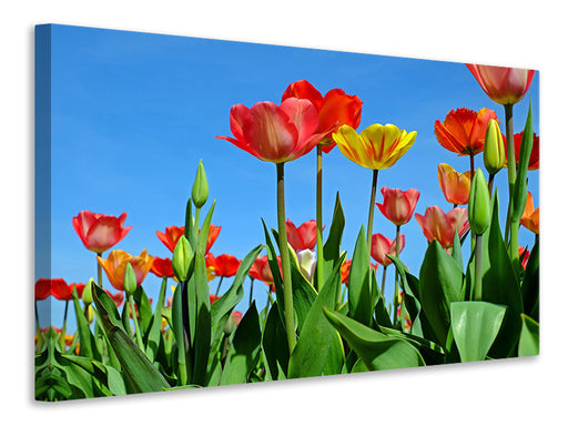 Leinwandbild Wilde Tulpen