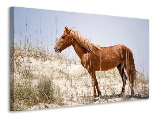 Leinwandbild Wilder spanischer Mustang