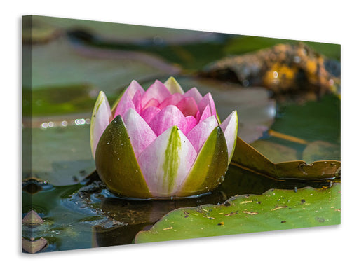 Leinwandbild XL Seerose in rosa