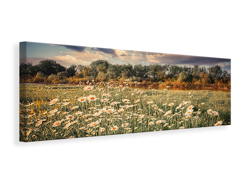 Leinwandbild Panorama Die Wiesenmargerite am Fluss