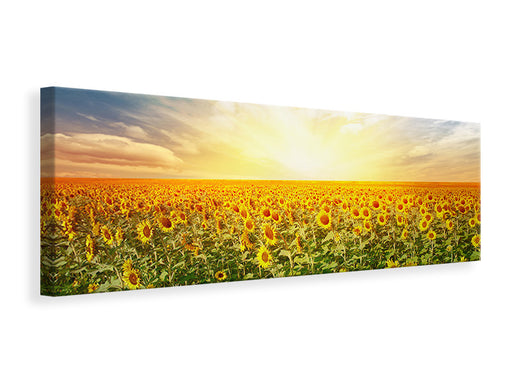 Leinwandbild Panorama Ein Feld voller Sonnenblumen