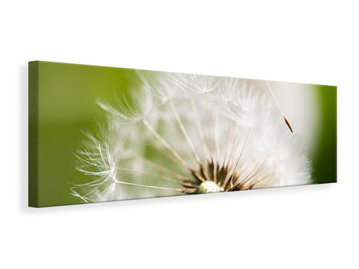 Leinwandbild Panorama Pusteblume Löwenzahn