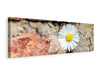 Leinwandbild Panorama Blume in der Wand