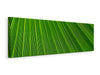 Leinwandbild Panorama Palm Streifen 1