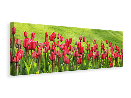 Leinwandbild Panorama Rotes Tulpenfeld im Sonnenlicht