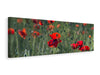 Leinwandbild Panorama Wilder Mohn