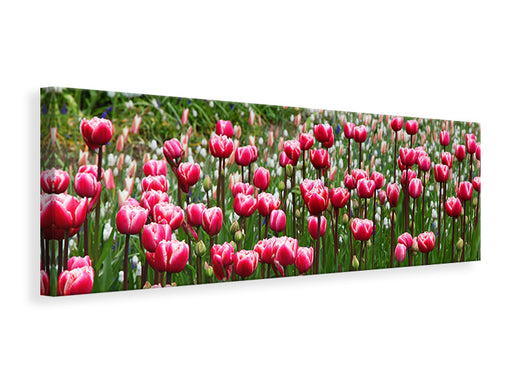 Leinwandbild Panorama Wildes Tulpenfeld